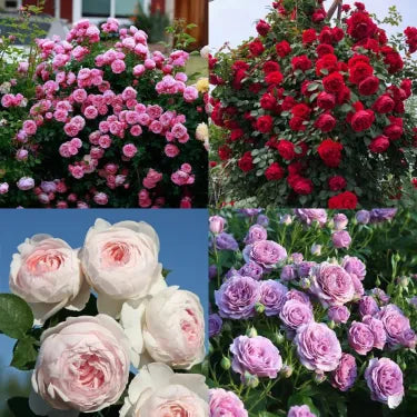 🌸 Semena vzácné popínavé růže Rosa Eden — snadno pěstovatelné, voňavé, trvalé květy