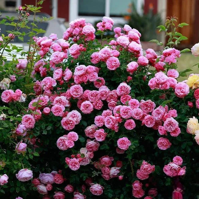 🌸 Semena vzácné popínavé růže Rosa Eden — snadno pěstovatelné, voňavé, trvalé květy