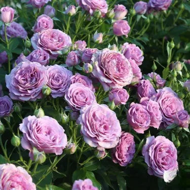 🌸 Semena vzácné popínavé růže Rosa Eden — snadno pěstovatelné, voňavé, trvalé květy