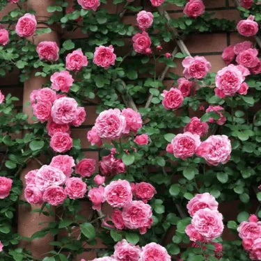 🌸 Semena vzácné popínavé růže Rosa Eden — snadno pěstovatelné, voňavé, trvalé květy