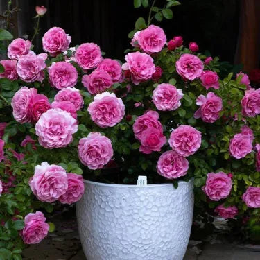 🌸 Semena vzácné popínavé růže Rosa Eden — snadno pěstovatelné, voňavé, trvalé květy