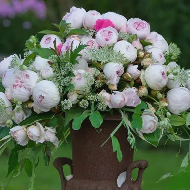 🌸 Semena vzácné popínavé růže Rosa Eden — snadno pěstovatelné, voňavé, trvalé květy