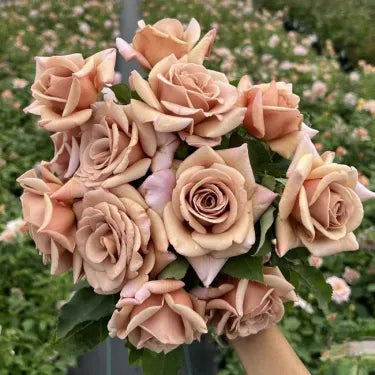 🌸 Semena vzácné popínavé růže Rosa Eden — snadno pěstovatelné, voňavé, trvalé květy