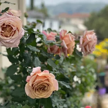 🌸 Semena vzácné popínavé růže Rosa Eden — snadno pěstovatelné, voňavé, trvalé květy
