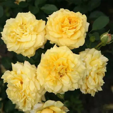 🌸 Semena vzácné popínavé růže Rosa Eden — snadno pěstovatelné, voňavé, trvalé květy