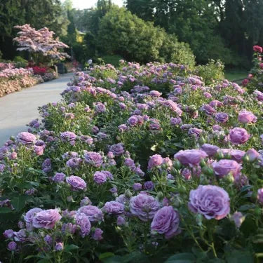 🌸 Semena vzácné popínavé růže Rosa Eden — snadno pěstovatelné, voňavé, trvalé květy