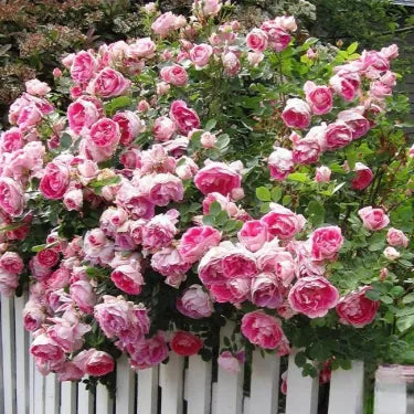 🌸 Semena vzácné popínavé růže Rosa Eden — snadno pěstovatelné, voňavé, trvalé květy