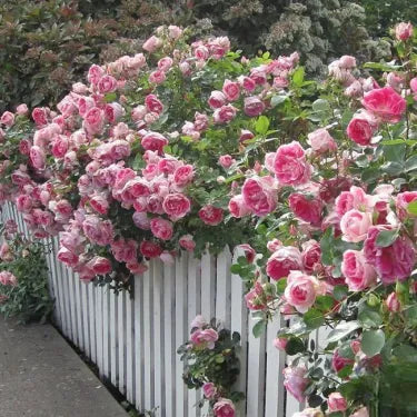 🌸 Semena vzácné popínavé růže Rosa Eden — snadno pěstovatelné, voňavé, trvalé květy
