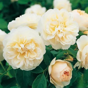 🌸 Semena vzácné popínavé růže Rosa Eden — snadno pěstovatelné, voňavé, trvalé květy