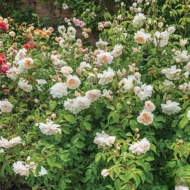🌸 Semena vzácné popínavé růže Rosa Eden — snadno pěstovatelné, voňavé, trvalé květy
