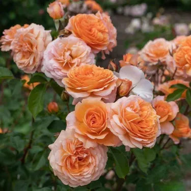 🌸 Semena vzácné popínavé růže Rosa Eden — snadno pěstovatelné, voňavé, trvalé květy