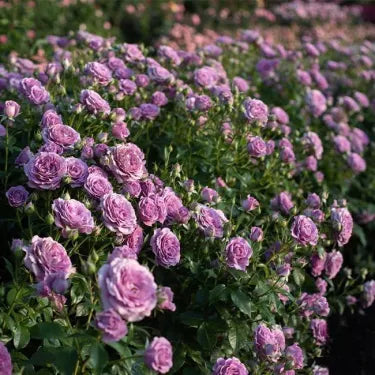 🌸 Semena vzácné popínavé růže Rosa Eden — snadno pěstovatelné, voňavé, trvalé květy