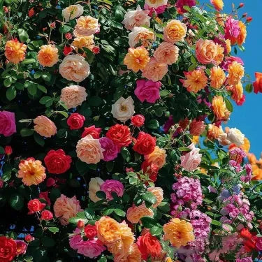 🌸 Semena vzácné popínavé růže Rosa Eden — snadno pěstovatelné, voňavé, trvalé květy