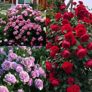 🌸 Semena vzácné popínavé růže Rosa Eden — snadno pěstovatelné, voňavé, trvalé květy