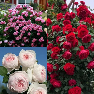 🌸 Semena vzácné popínavé růže Rosa Eden — snadno pěstovatelné, voňavé, trvalé květy